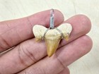 Shark Tooth Pendant Fossilized Shark Teeth Wire Wrapped Pendant For Necklace