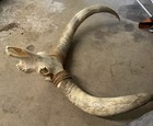 Watusi Skull Large Animal Taxidermy Decor Mount