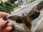 Wings Spread Real Cicada Tosena Melanoptera W  Malaysia Papered Specimen