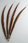 5 Pcs Golden Pheasant Tail Centers Natural Feathers 20-30  Craft hat halloween