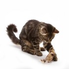Ourpet s Play-n-squeak Twice The Mice Cat Toy  2pc  interactive Catnip Toy  Real