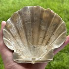 Pretty 5 75  Fossil Scallop With Barnacles Seashell Chesapecten Va Megalodon Era