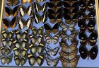 Assorted Butterfly  Specimens In Display Boxes     Real Insect Collection