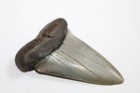 Mako Fossil Giant Shark Teeth Natural Large 2 71  Huge Beautiful Tooth