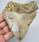 Megalodon Shark Tooth Real Fossil 3 46    Prehistoric Shark Natural No Restoration