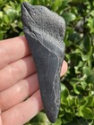 Natural Beautiful 3 58    Megalodon Tooth Fossil Shark Teeth