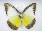 9 Beautiful Butterflies In Xl Showcase  Framed  Real  Taxidermy   Nice - Hel 40