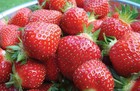 12 Seascape Everbearing Strawberry Plants-super Sweet pack Of 12 Bare Root Z 4-9