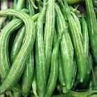 10 Snake Gourd Seeds Heirloom  Organic  Non-gmo  Grown In Usa