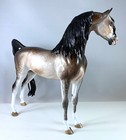 Peter Stone  finn  Dapple Bay Going Grey Arabian