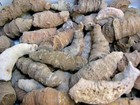 Horn Coral Agatized  Mixed Size Ordovician  Africa 10  Lot Free Priority Ship