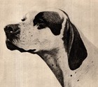 1930s Antique Pointer Print Bert Cobb Pointer Illustration Wall Art  6847d