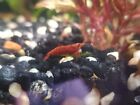 10 2 Fire Red Cherry Shrimp Freshwater Neocaridina Aquarium 100  Live Guarantee