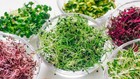 Organic Microgreen Seeds   Fresh Heirloom Non Gmo Sprouting Seeds