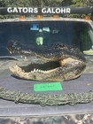 Gator Head 20 Inch From 11 Foot Wild Louisiana Gator