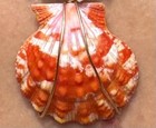 Hawaiian 100  Niihau Shell 20-1 4  Kipona Heleconia Lei w Sunrise Shell
