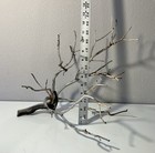 Manzanita Driftwood  Reptile Tank Decor   Aquascape  Terrarium  Aquarium Wood