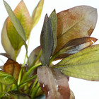 Aflame Sword Echinodorus Potted Live Freshwater Aquarium Plants Decoration Tank