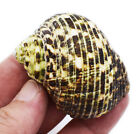 3 Large Turbo Changing Shells Size 2-2 1 2   opening 1  To 1 1 4   Natural