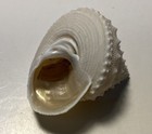 Lischkei Alwinae  Japan   Great Shape  With Operculum  42 Mm