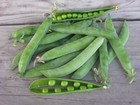 Green Arrow Garden Pea Seeds  High Yielding  Non-gmo  Heirloom  Free Ship