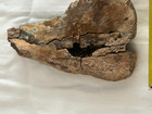 Triceratops Jaw Sect Dino Bone  Lance Crk Form  Wy  Creta 68 Myo