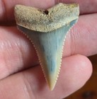 Beautiful Rare Blue   Cream Colorful Prehistoric Great White Shark Tooth Fossil