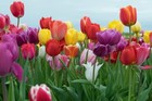Mixed Triumph Tulips Assorted Colors Of Tulip Bulbs Ships From Iowa