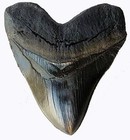 Megalodon Tooth Replica Prehistoric Shark Fossil Collectible Serrated Teeth