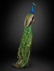 Indian Blue Peacock Taxidermy Full Body Mount Long Tail Standing Display