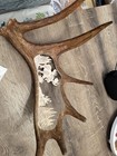 Hand Carved Elk Horn Moose In Woods Scene