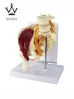 Human Hip Joint Muscle Model With Nerve Pelvis Spine Anatomy Model