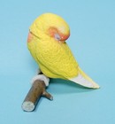 Shine G Tenori Inko Sleep Good Night Lutino Rosy-faced Lovebird Bird Mini Figure