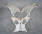 Real Horse Pelvis - Taxidermy Large Animal Mount Skeleton Bones Skull Oddities