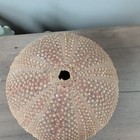 Vintage Shaker Sea Urchin Pomander Test W Stopper Beach Seashore Precision