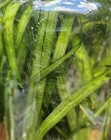Tapegrass Eelgrass  v  Americana  10  Live Plants Pond Aquarium  Free Shipping 
