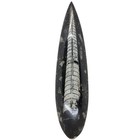 Orthoceras  Fossil  7 75  Spear  Display Specimen   r-6993