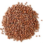 Daikon Radish Seeds - Fast Growing  Edible  Sprouting  Cover Crop Non-gmo