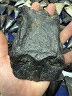 Big Dugong Manatee Fossil Skull Cap South Carolina Rare