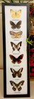2 Pcs Set 7 Real  Mounted Butterflies  In Acrylic  Frame Wood Size 21 x6 