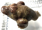 Japanese Netsuke Carved Stone Figurine  Frog