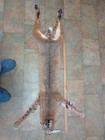 Tanned Nm Bobcat Pelt With Feet  Claws Winter Fur  Good Leather  Nice Color 