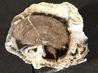 Highly Agatized Blue Forest Polished Petrified Wood Fossil Wyoming  655gr