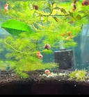   sold Out  50  Ramshorn Snails     Live Freshwater Aquarium Snails- Puffer Feeder