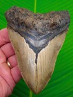 5 00    Megalodon Shark Tooth  Real Fossil No Restorations Sharks Teeth