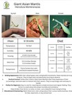 Giant Asian Mantis   Hierodula Membranacea   Nymph    l4-l5 Care Guide Included