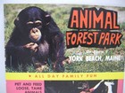 Vintage 1960 s Animal Forest Park  York Beach  Maine Brochure  wild Kingdom 