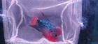 Live Flowerhorn F3 Fish Male Super Red  Big Kok Head Red Eyes Size 4  A3