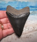 Megalodon Shark Tooth 3 1 8  Sharks Teeth Big Jaw Fossil Real Black Serrated Meg