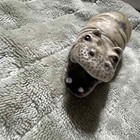 Hippopotamus Collectibles 13 Clay Sandstone And More 